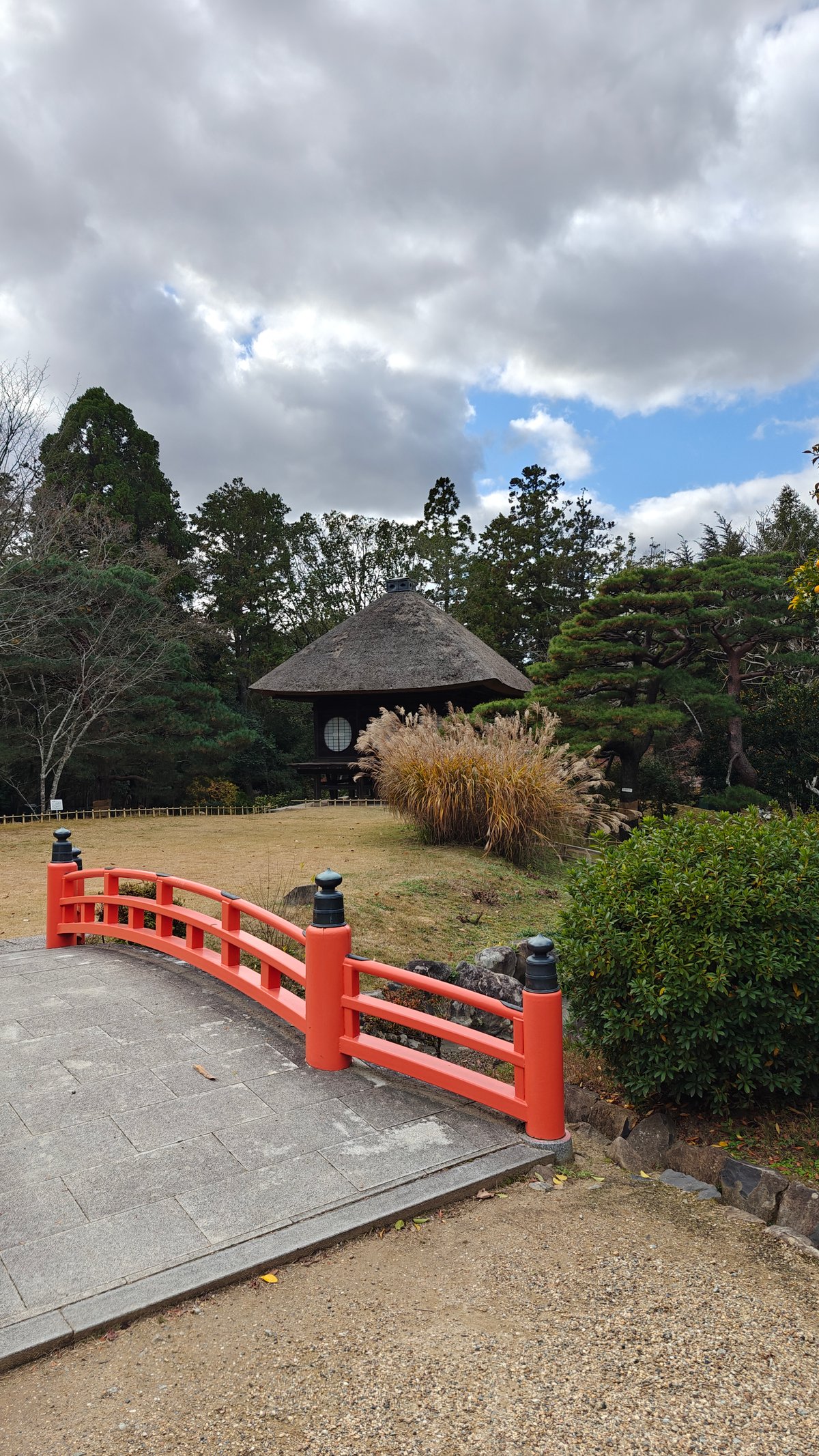 Tall green bamboo grove