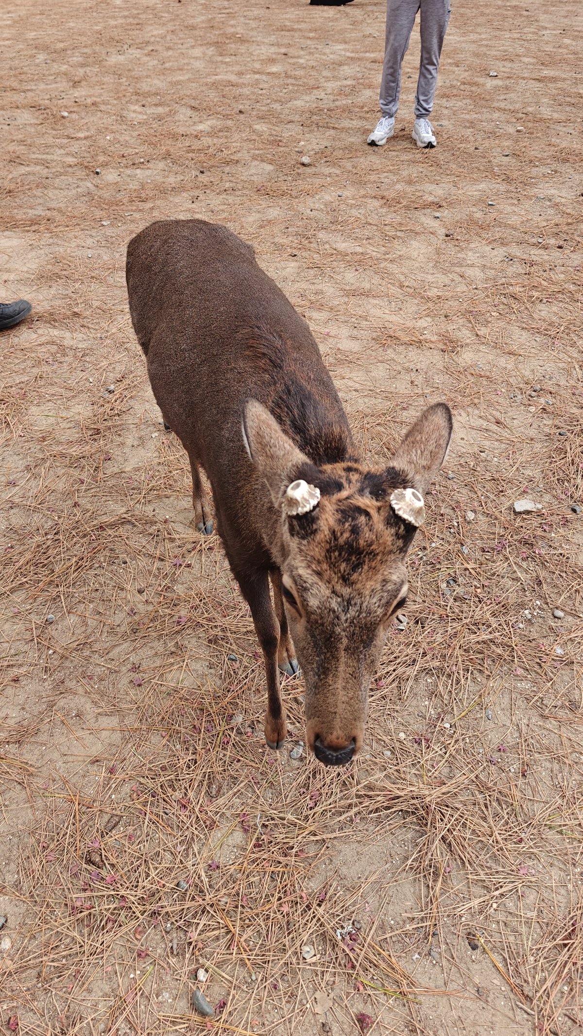 Three deer standing together, one with antler buds,