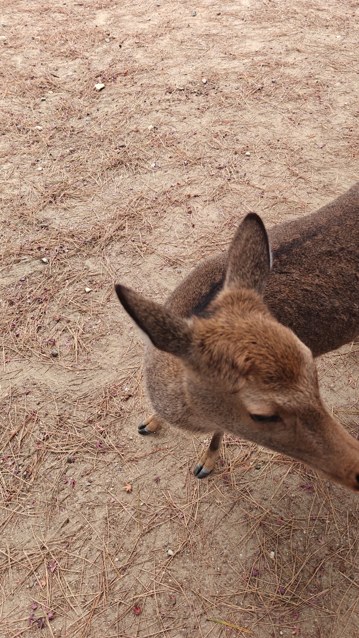 Top-down close-up of deer head and ears, brown