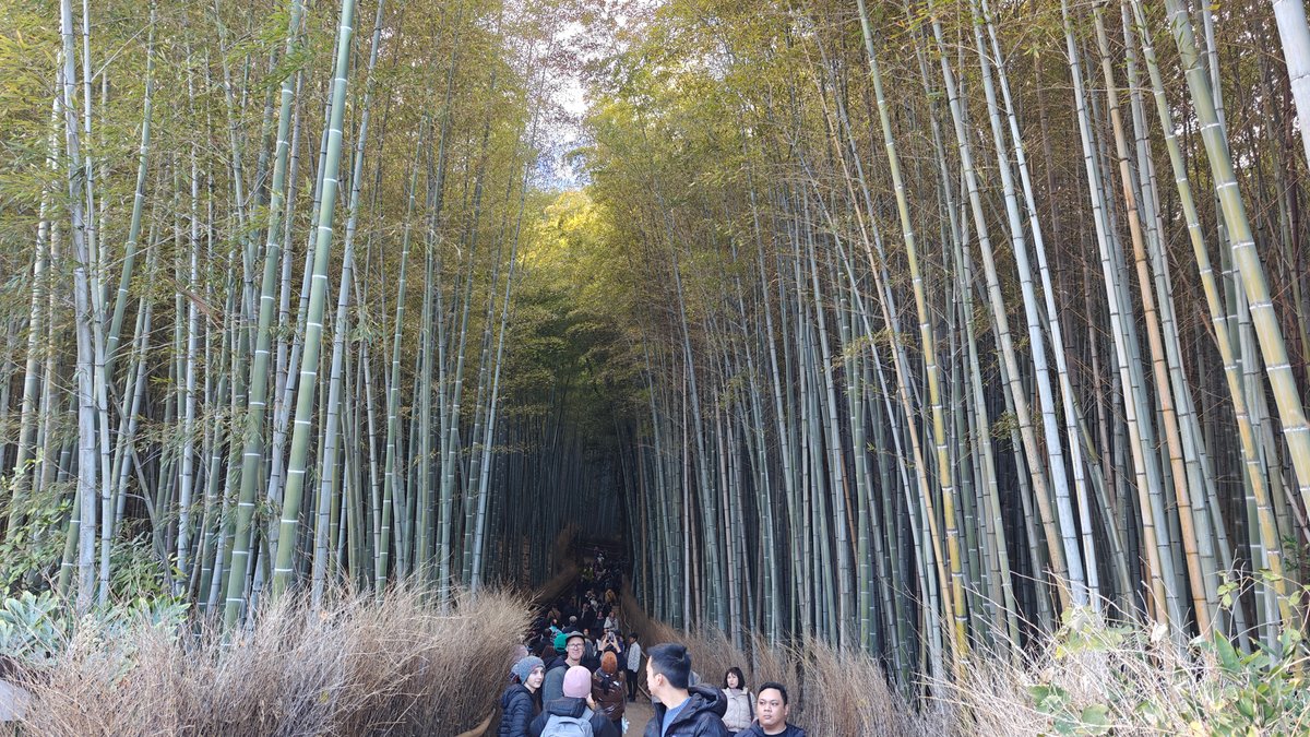 Towering bamboo grove with visitors