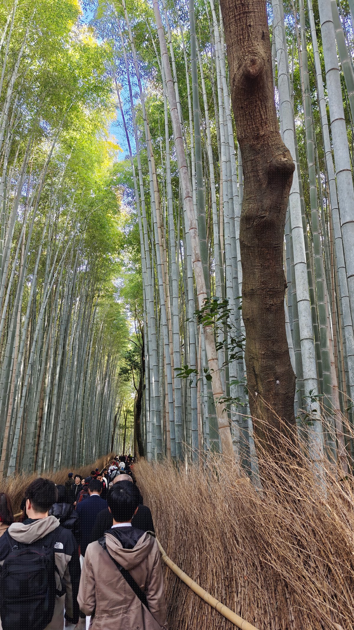 Towering bamboo stalks above the path