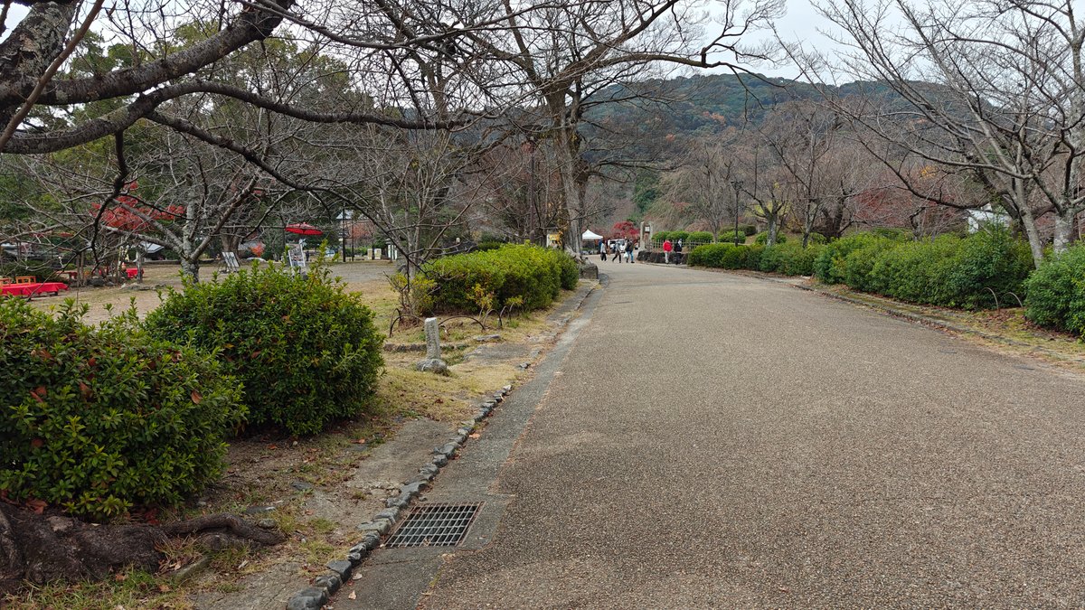Tree-lined park path leading in, with bare winter
