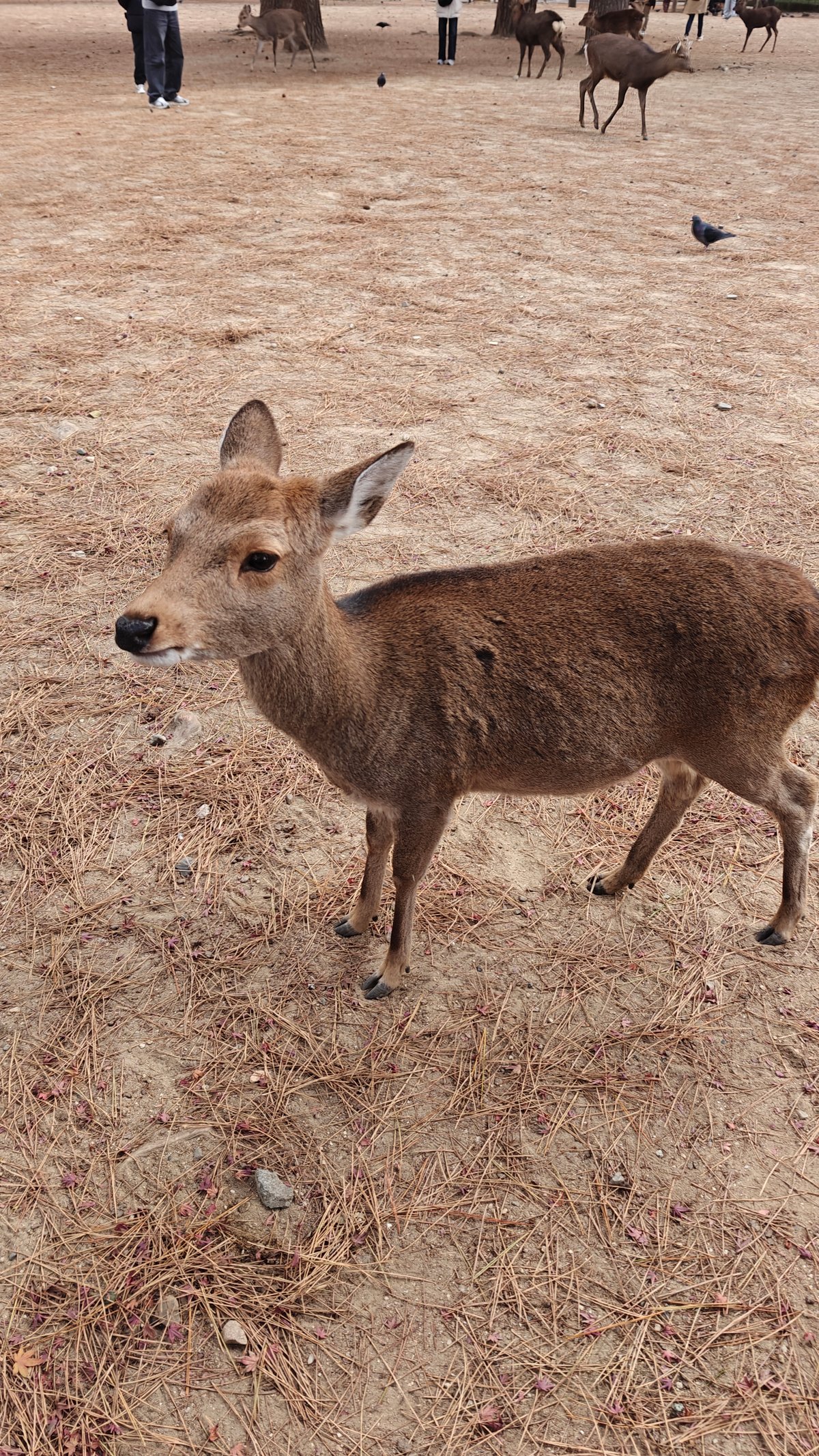 Two deer standing together