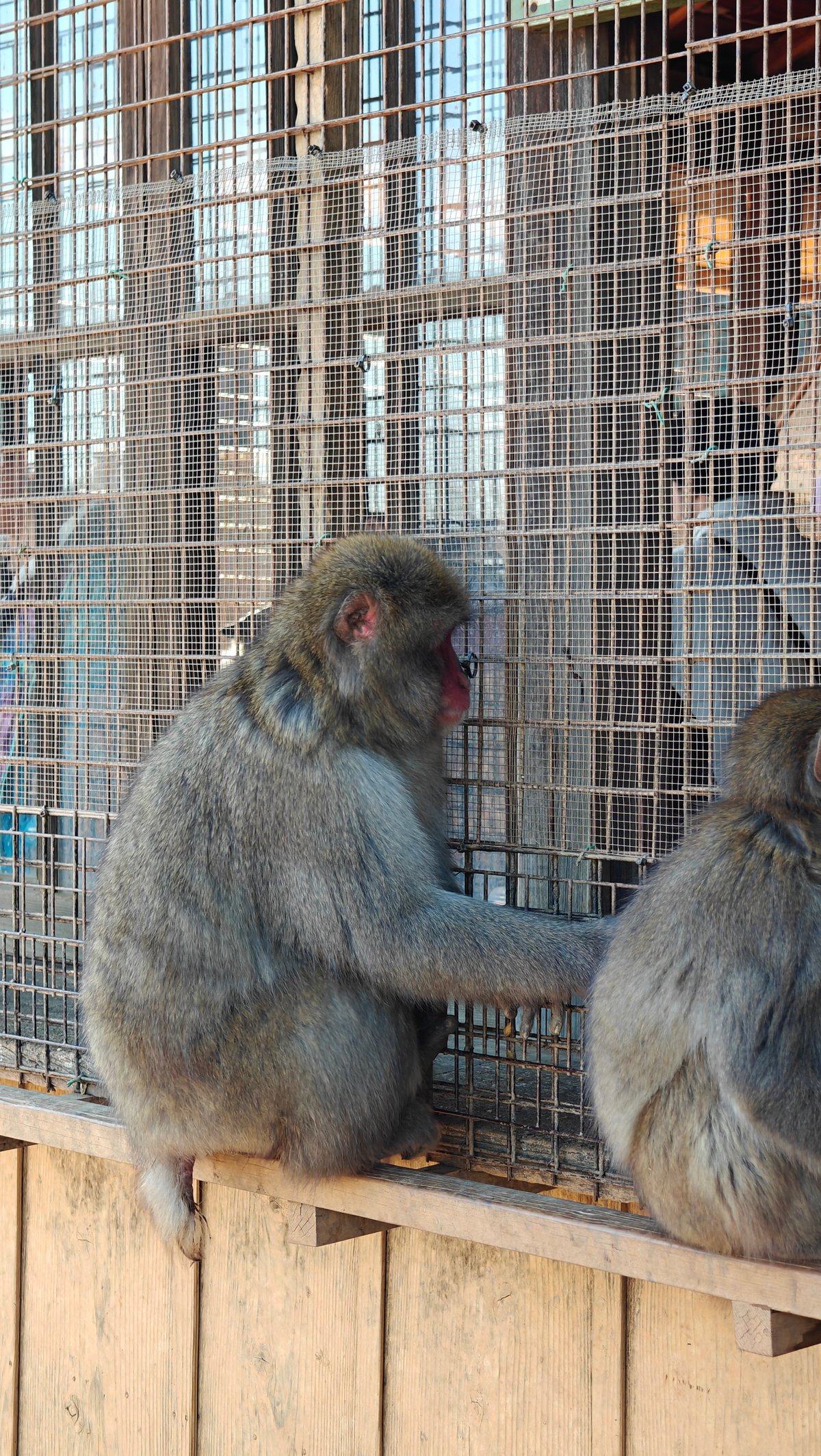 Two monkeys grooming on fence