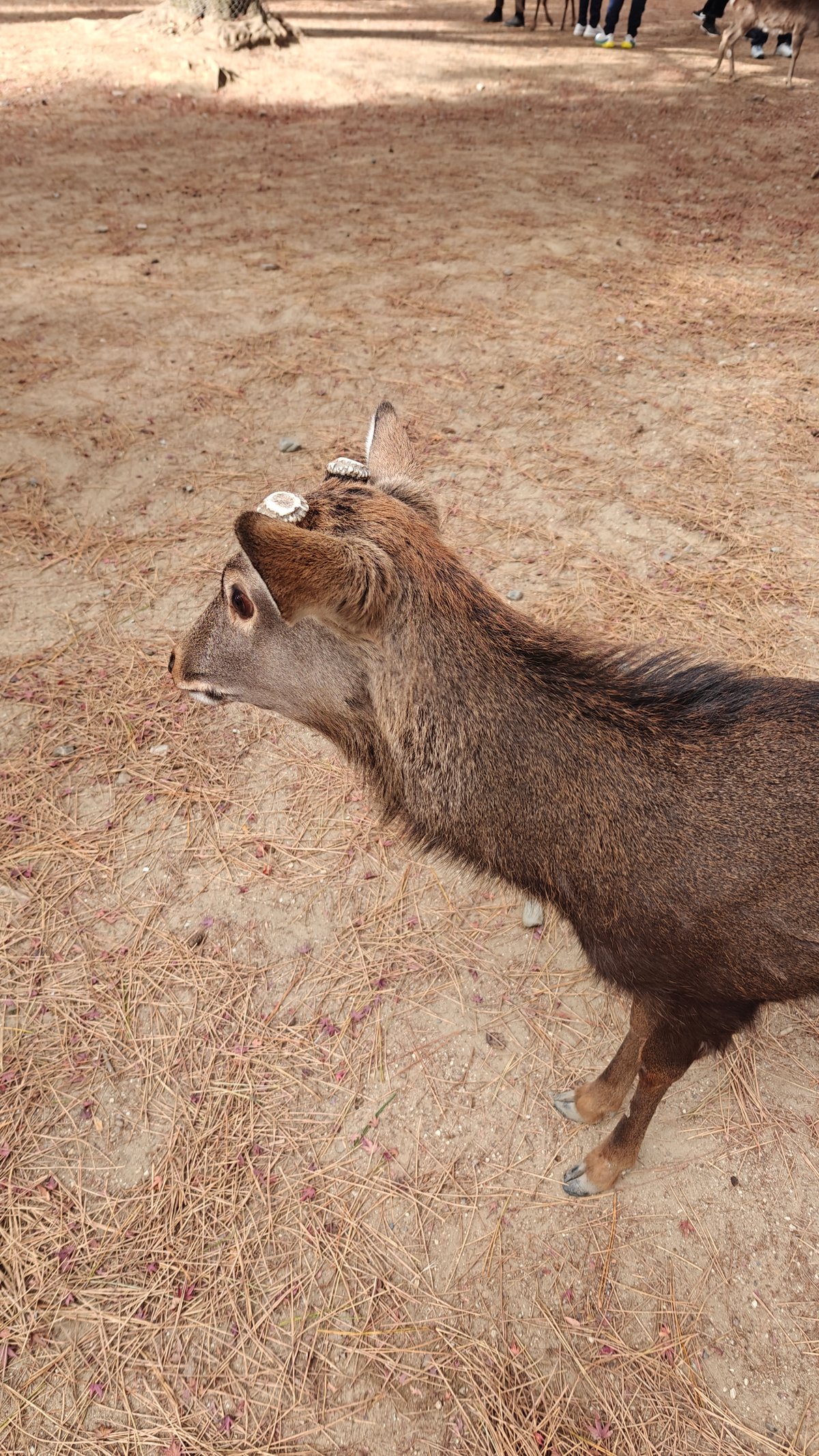 Visitor feeding deer crackers