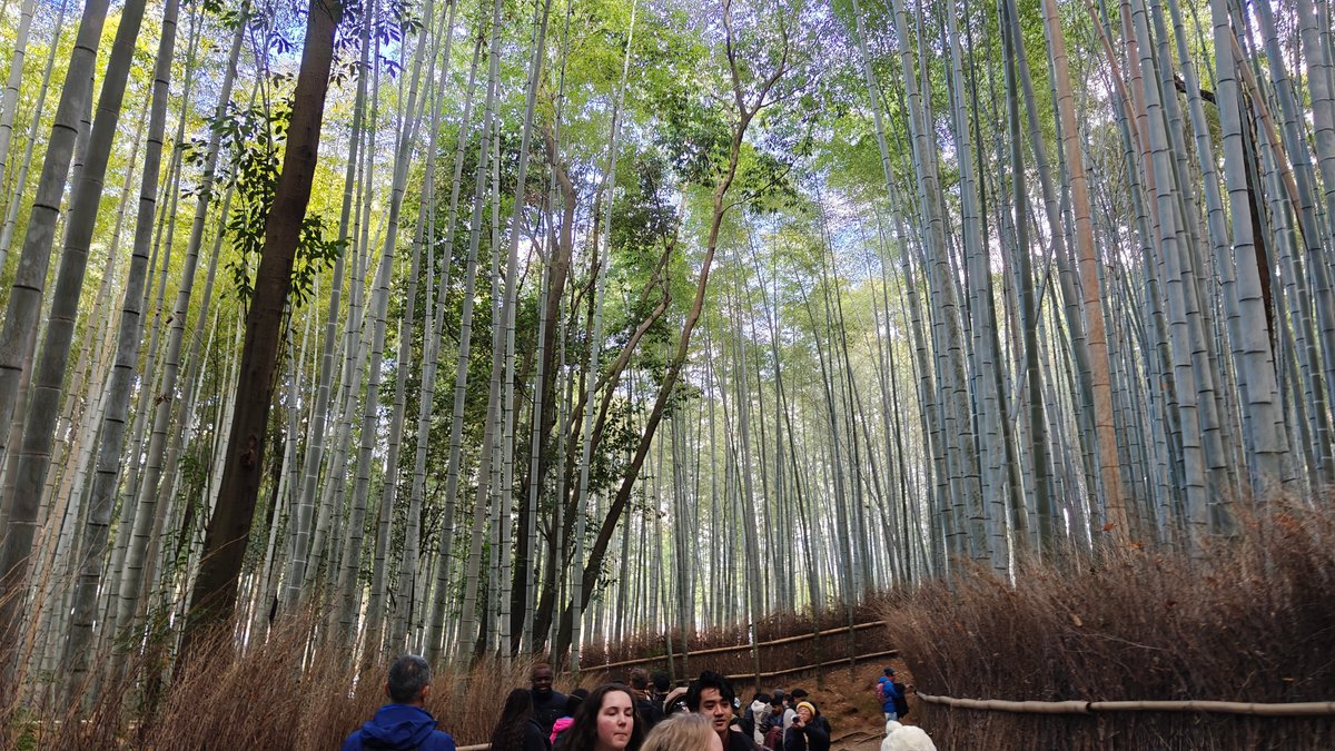 Visitors amid towering bamboo grove