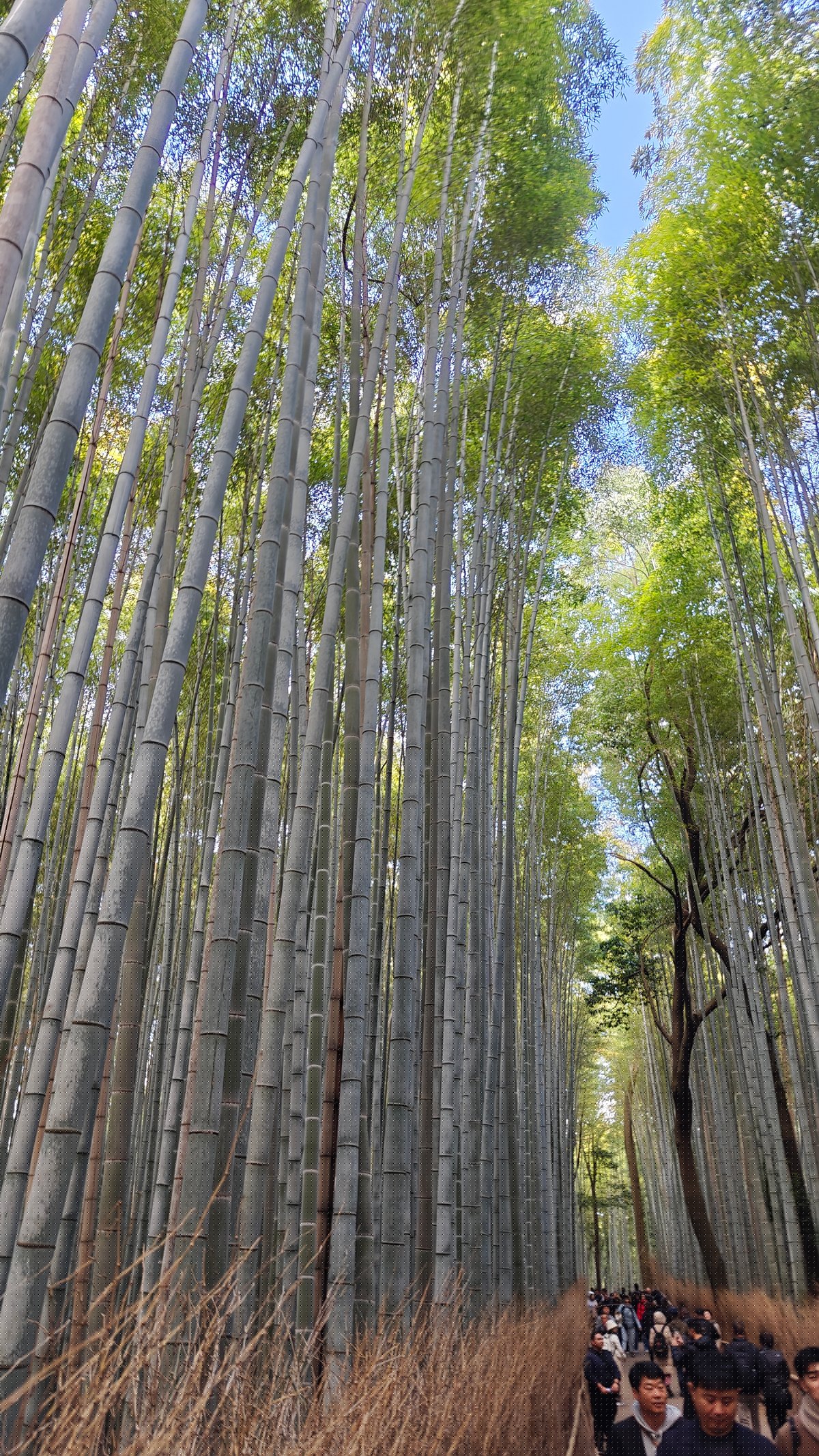 Visitors on the bamboo grove path