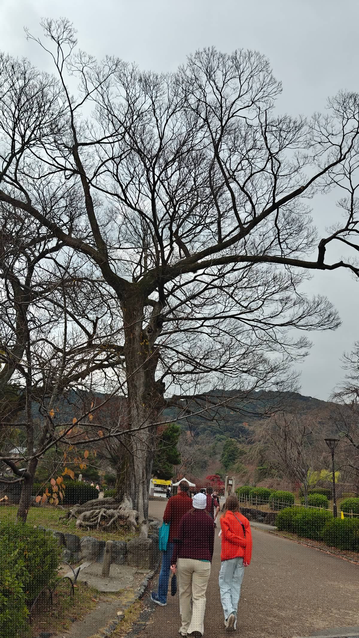 Visitors walking the path beneath a large bare