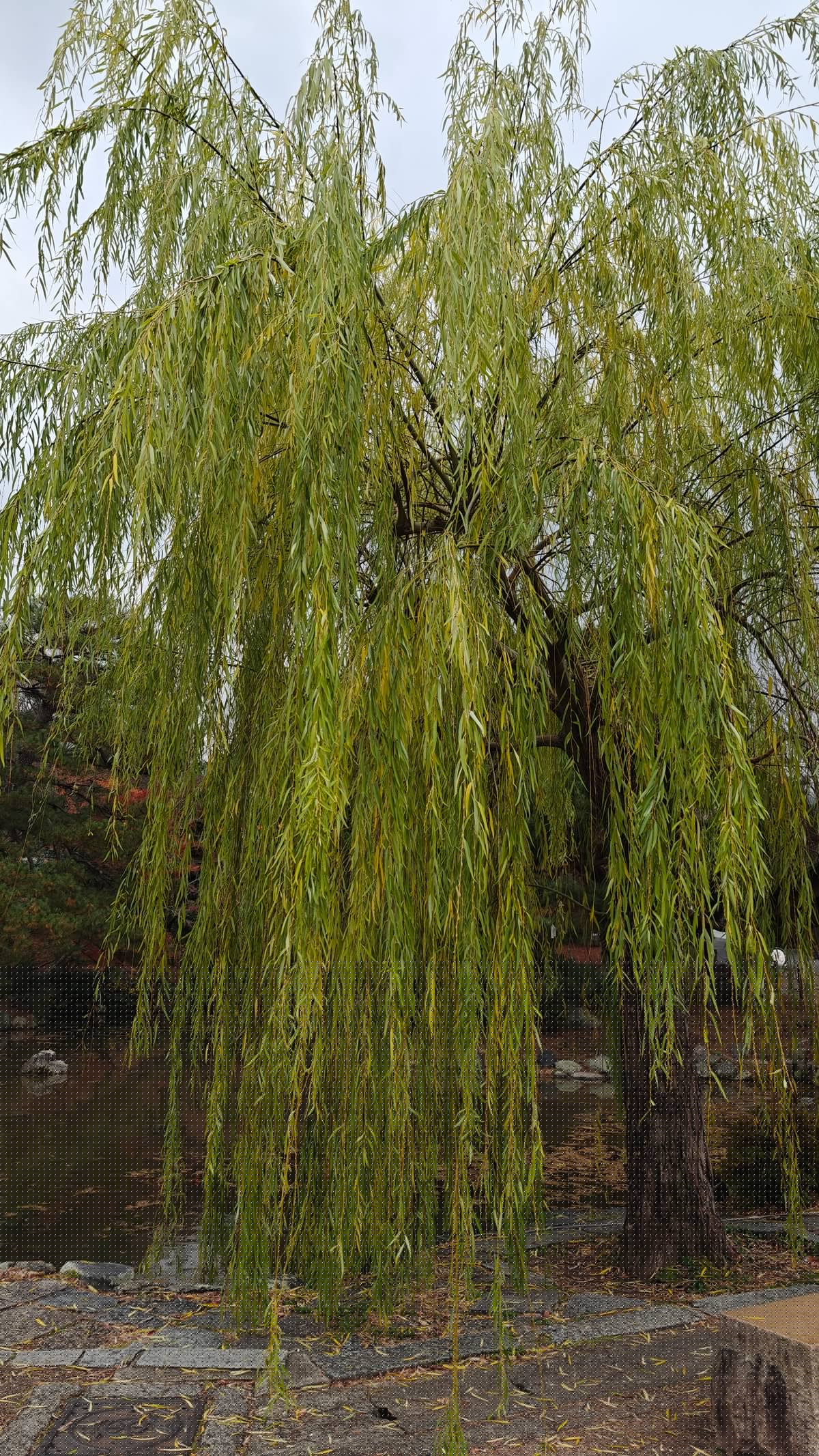 Weeping willow drooping over the pond edge