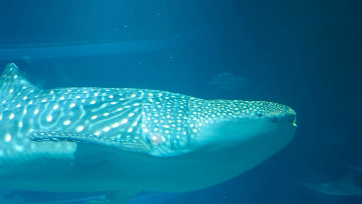 Whale shark full body swimming