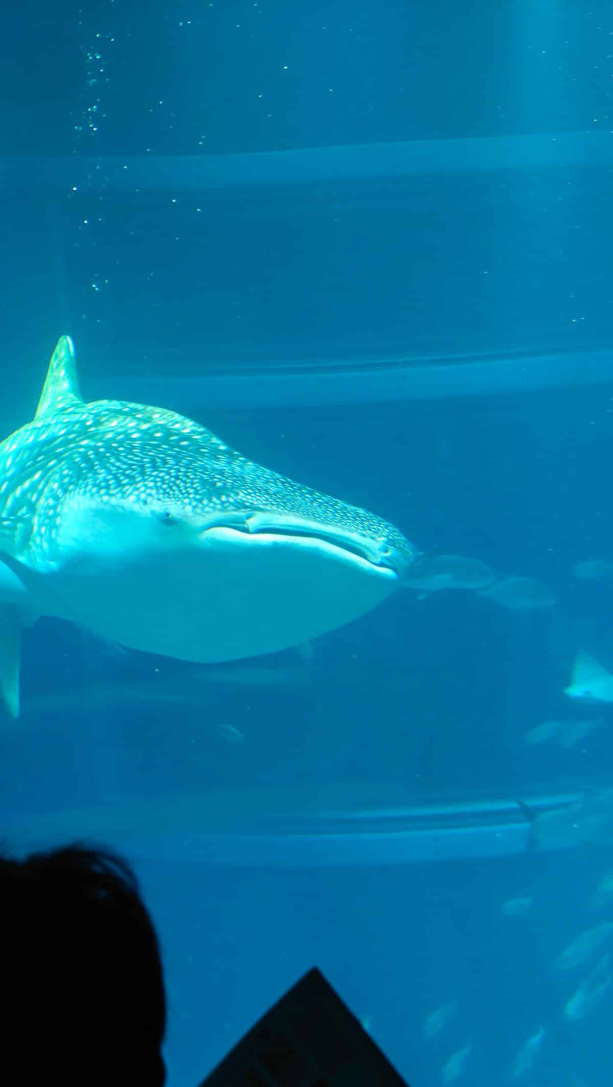 Whale shark side profile view