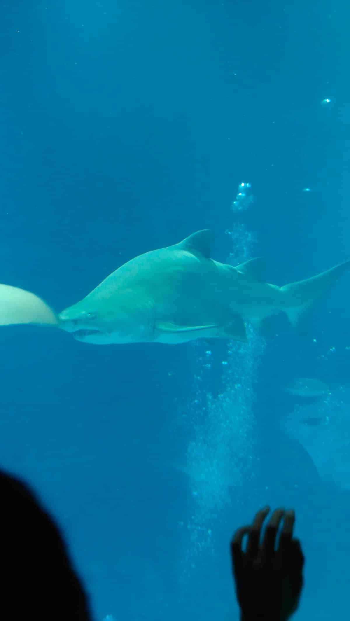 Whale shark spotted pattern detail