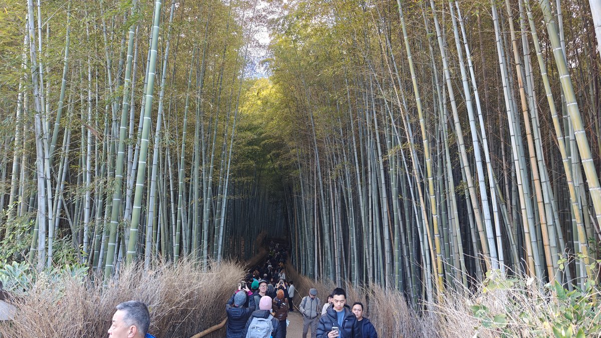 Wide view of bamboo grove path