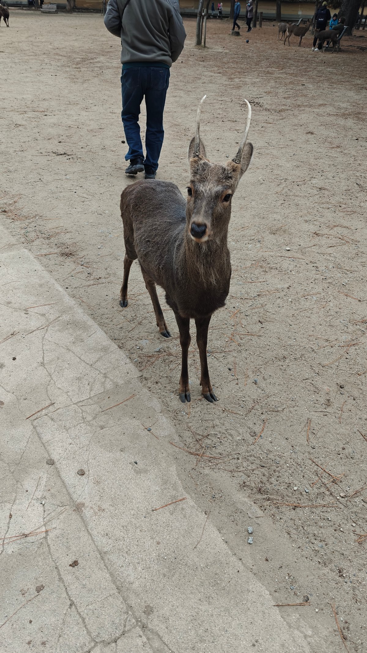 Young buck on paved path