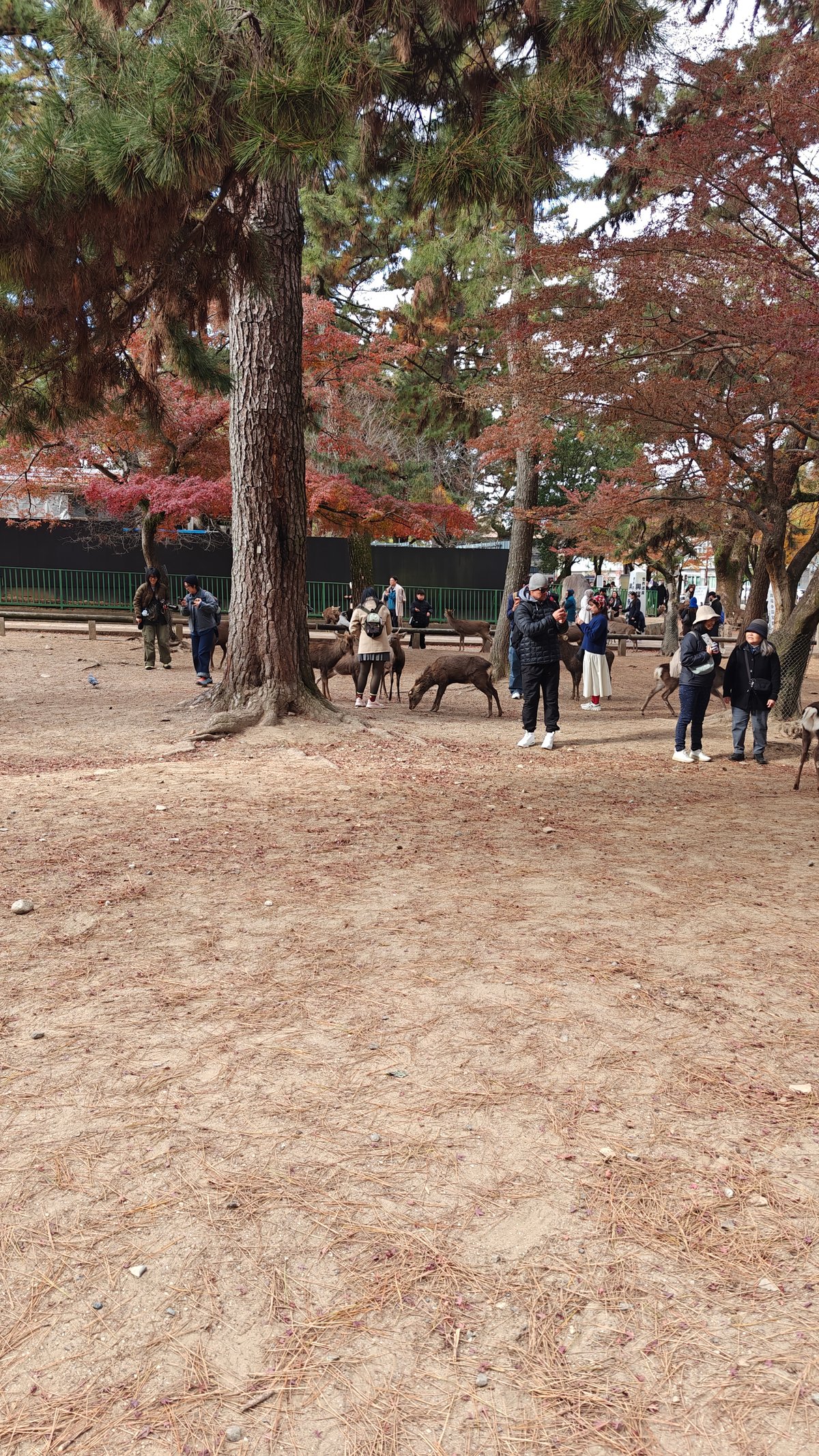 Young deer standing near pine trees, looking at