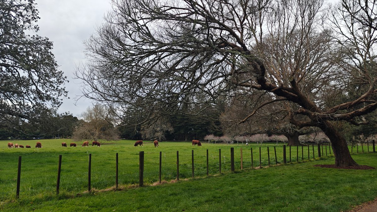 A bare-branched tree spreading over the paddock beyond
