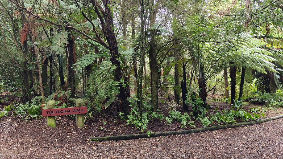 A bench on the path among tall tree