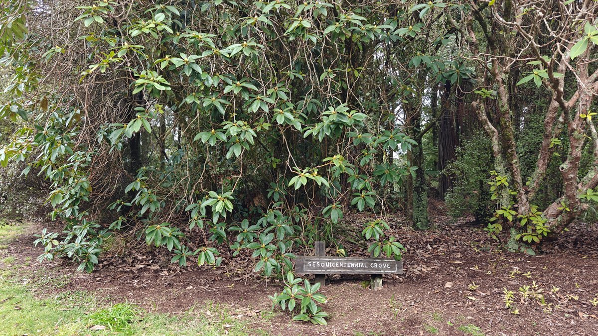 A bench set among the shrubs beside the
