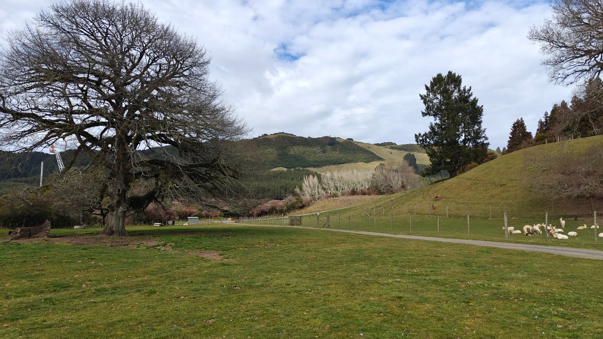 A big bare tree on the hillside with