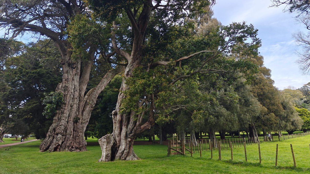 A big leaning tree with the fence line