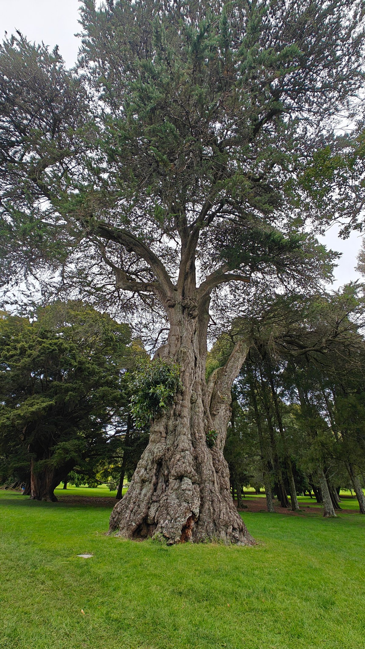 A big tree with buttressed trunk rising from
