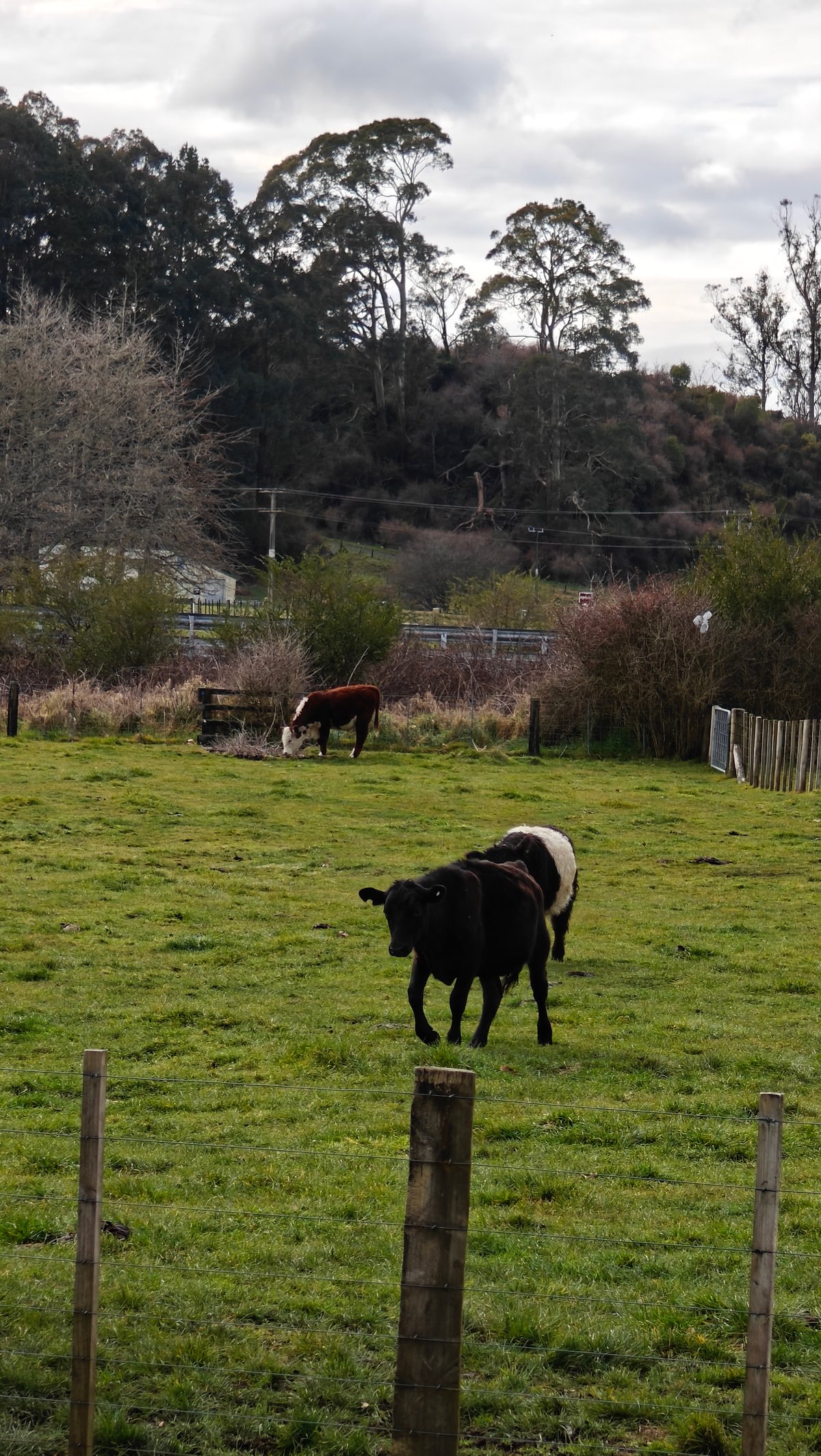 A black cow walking through the paddock.