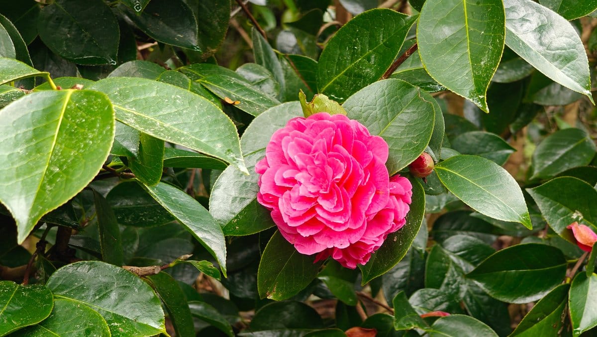 A bright pink camellia flower open among glossy