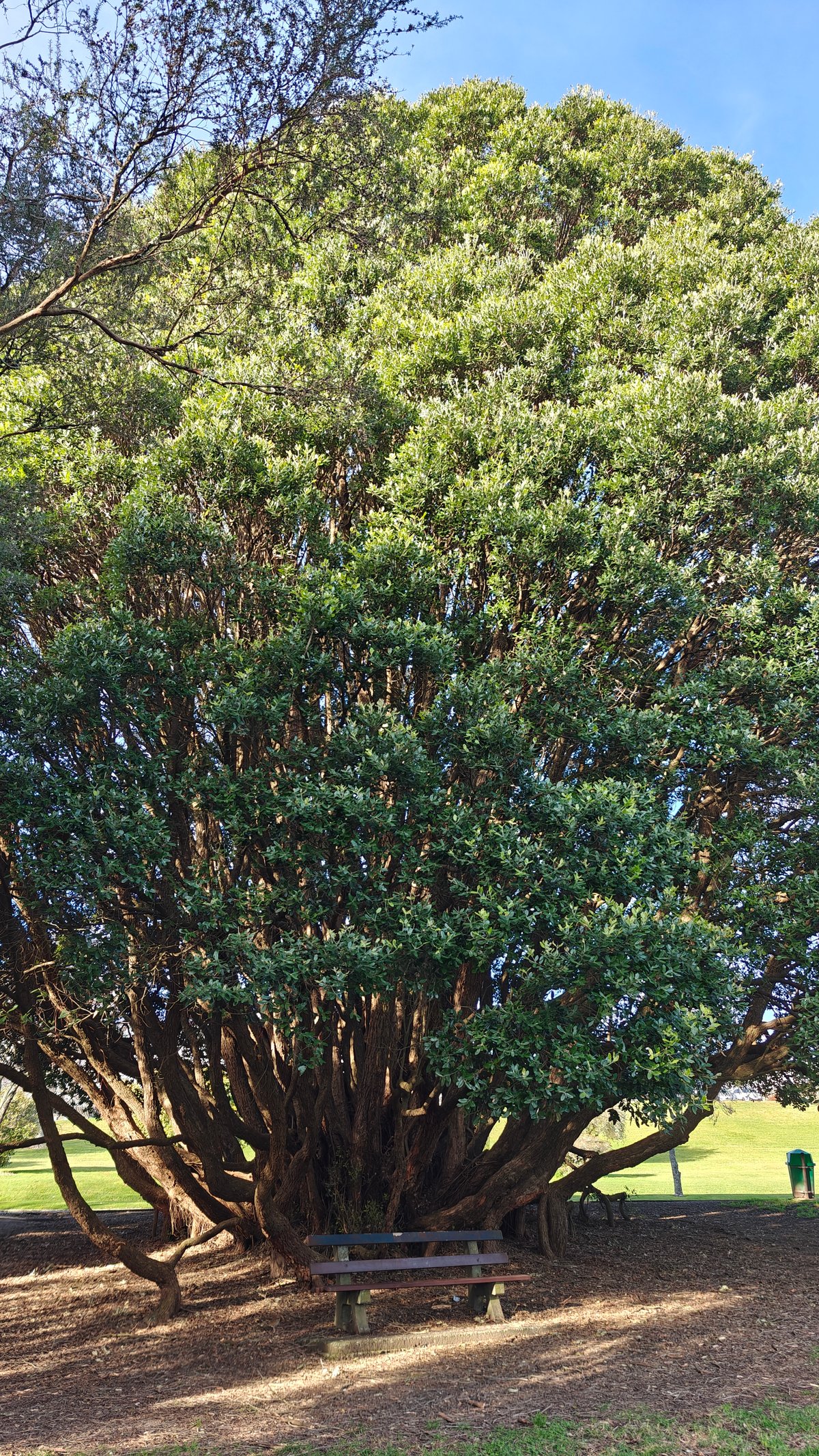 A broad multi-trunked tree standing on the lawn.