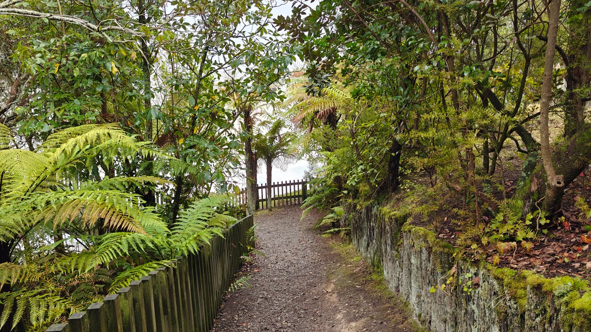 A bush path running between tree ferns.