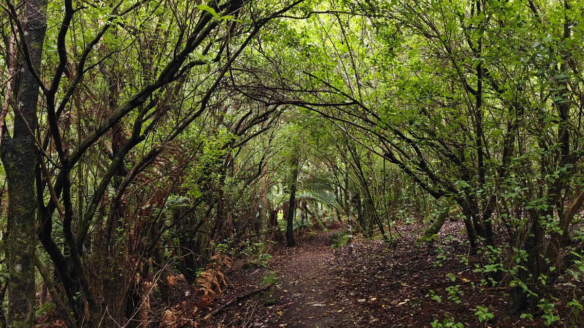 A bush track running between bare shrubs.