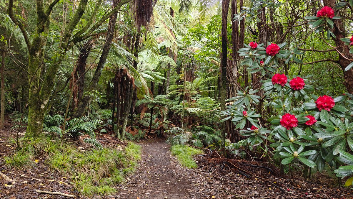 A bush track winding between tree ferns and