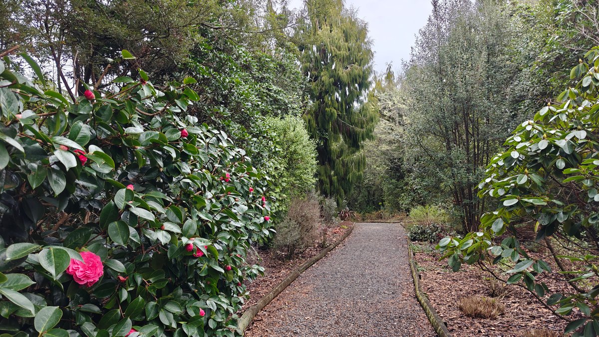 A camellia hedge running along the gravel path.