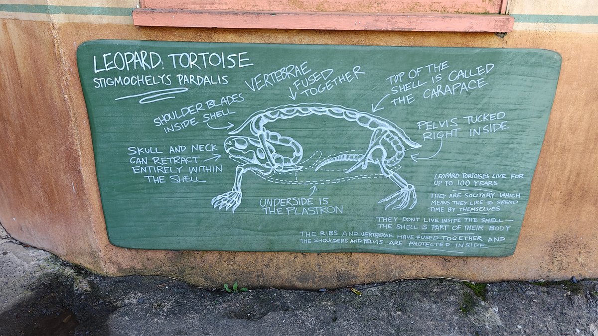 A chalkboard-style panel headed LEOPARD TORTOISE, Stigmochelys pardalis,