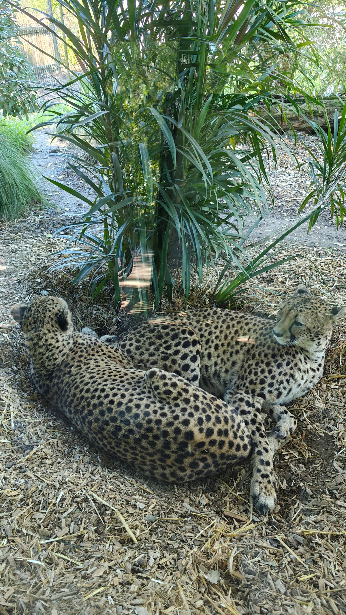 A cheetah stretched out in the shade of