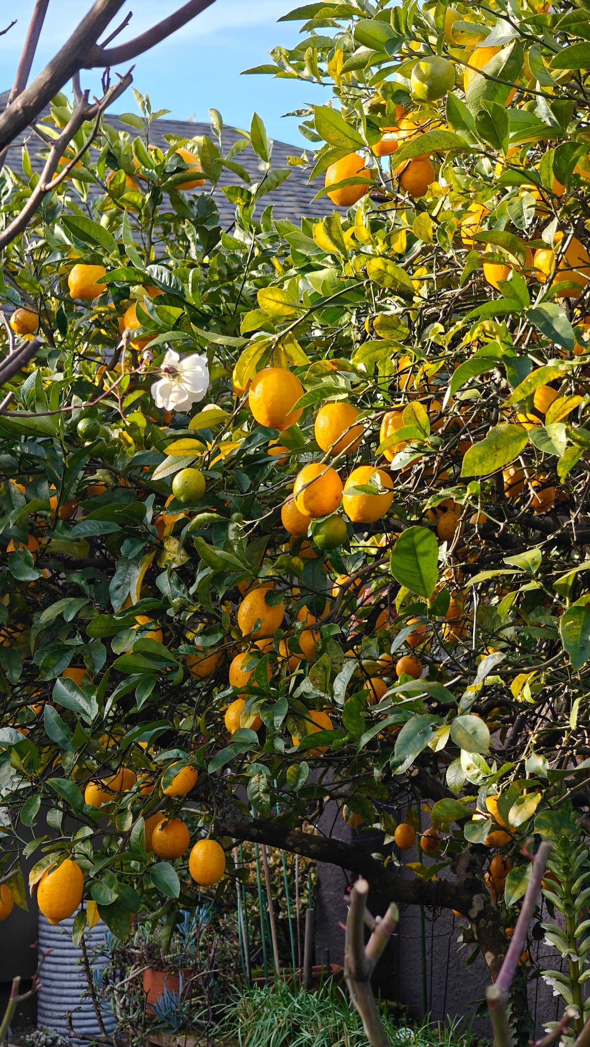 A citrus tree hung with ripe lemons among