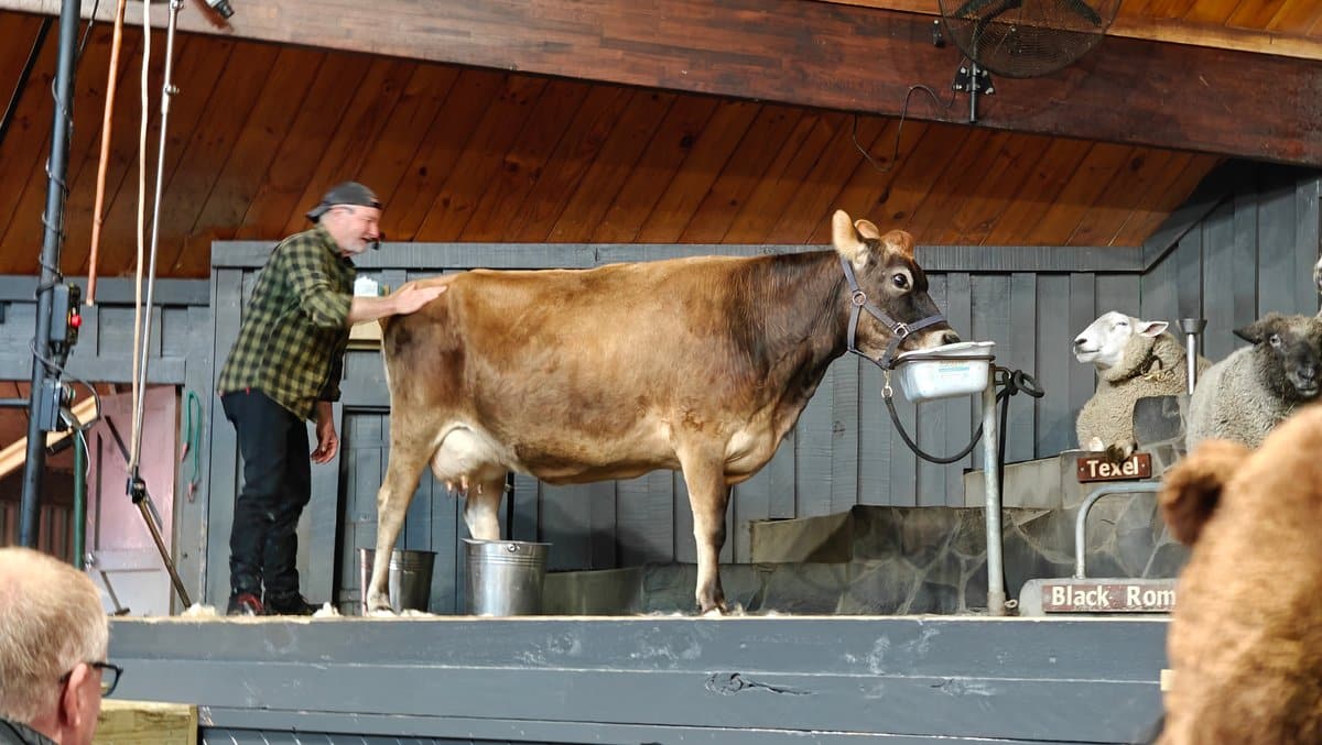 A cow led onto the stage for the