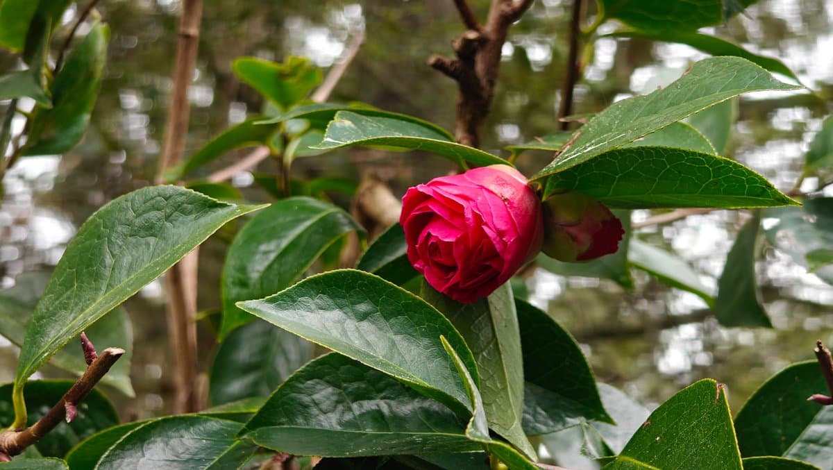 A deep red camellia bloom on the bush.