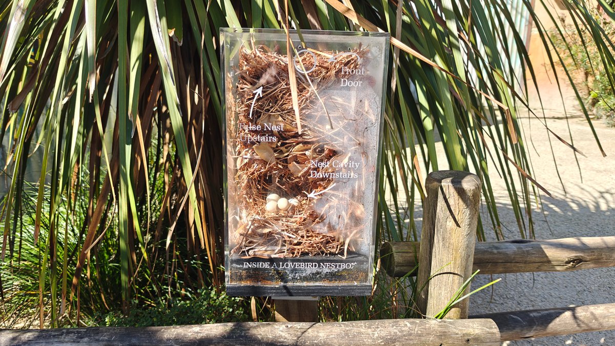 A display case holding a tortoise shell set