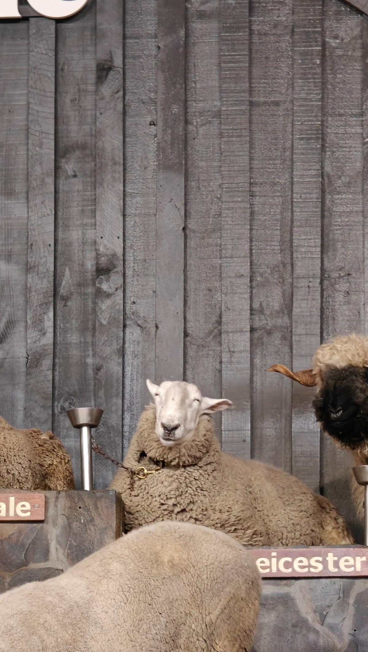 A ewe and a black-faced sheep together above