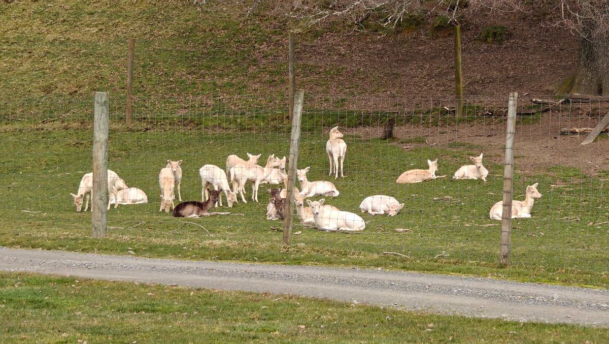 A flock of ewes and lambs gathered along