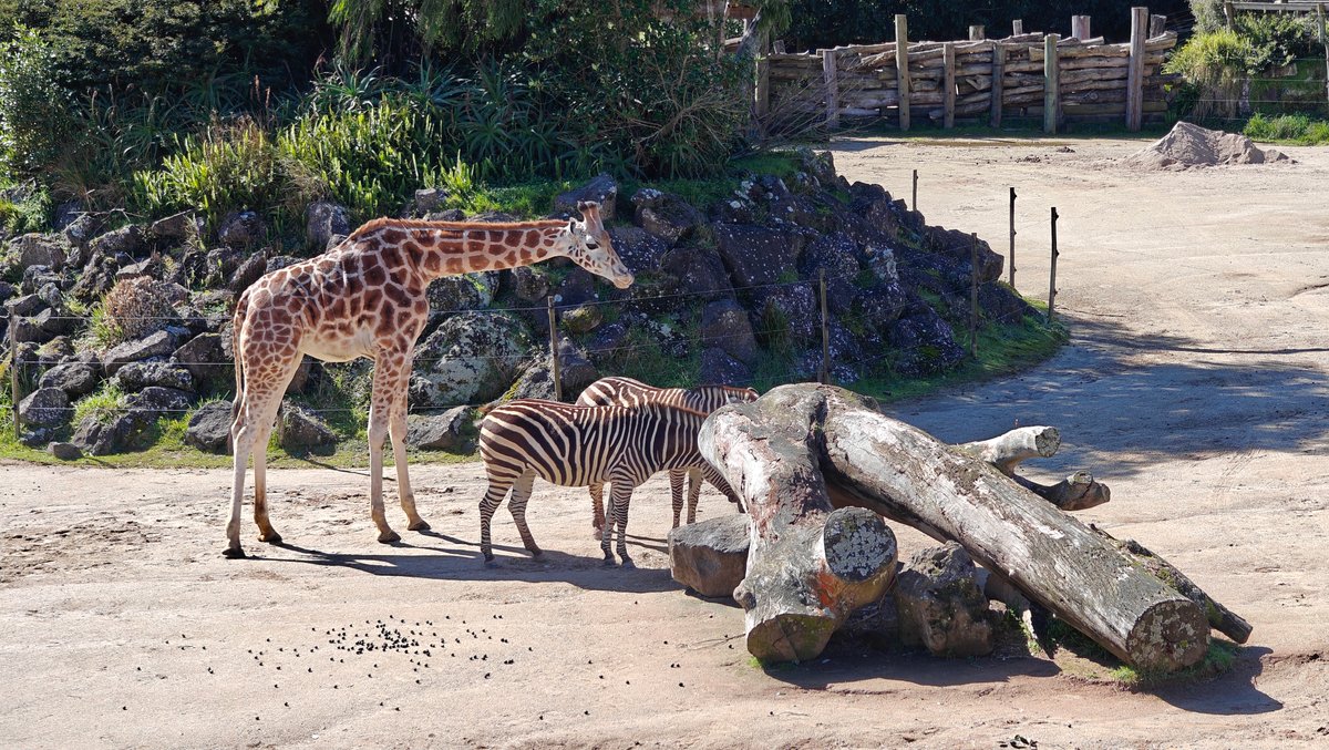 A giraffe and zebras beside a fallen log.