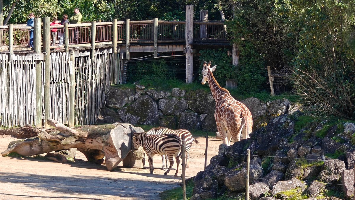 A giraffe and zebras together against the palisade.