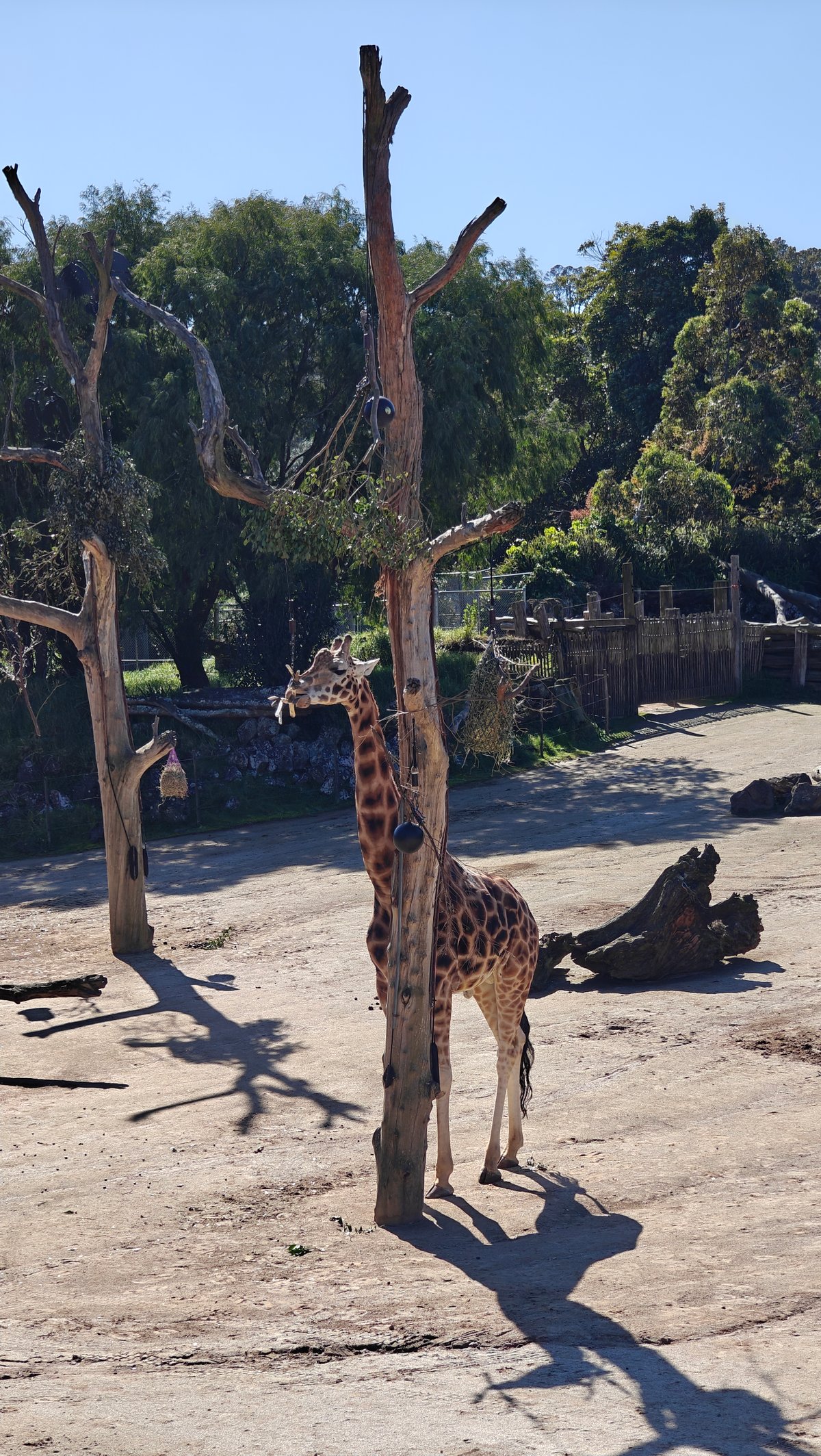 A giraffe standing beside the dead tree.
