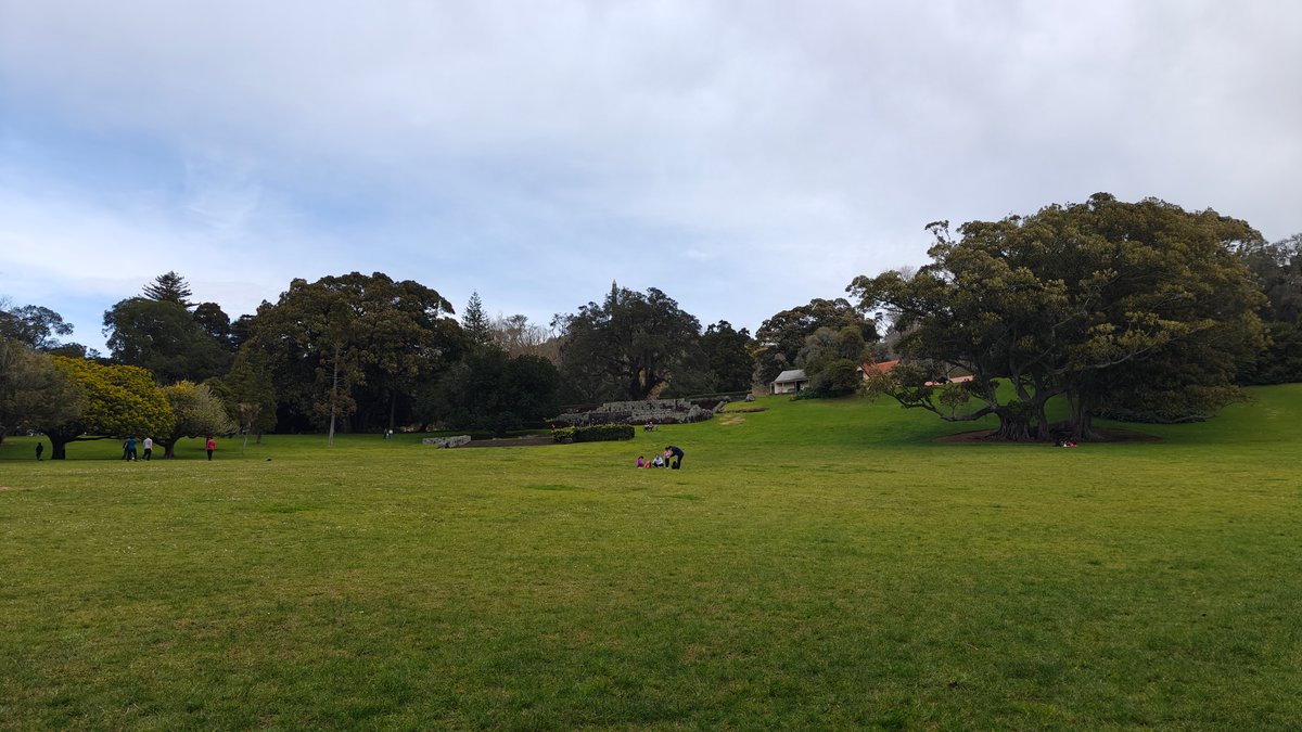A grassy rise with a line of trees