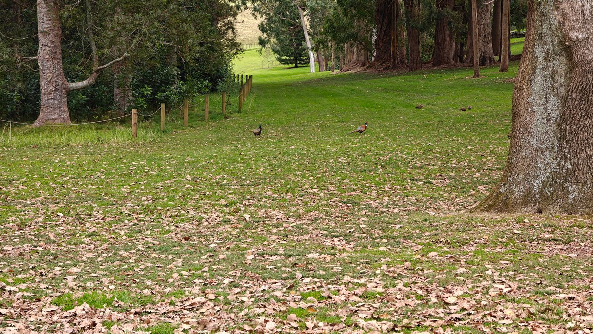 A grassy slope under the trees thick with