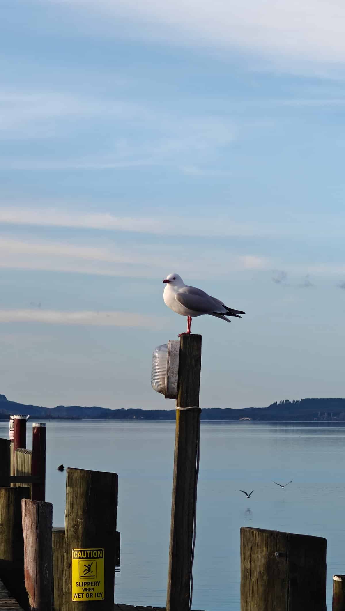 A gull perched on top of a wharf