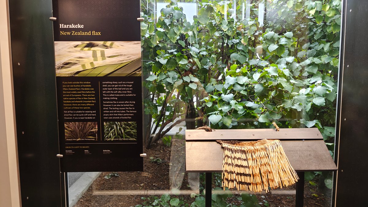 A Harakeke / New Zealand flax display with