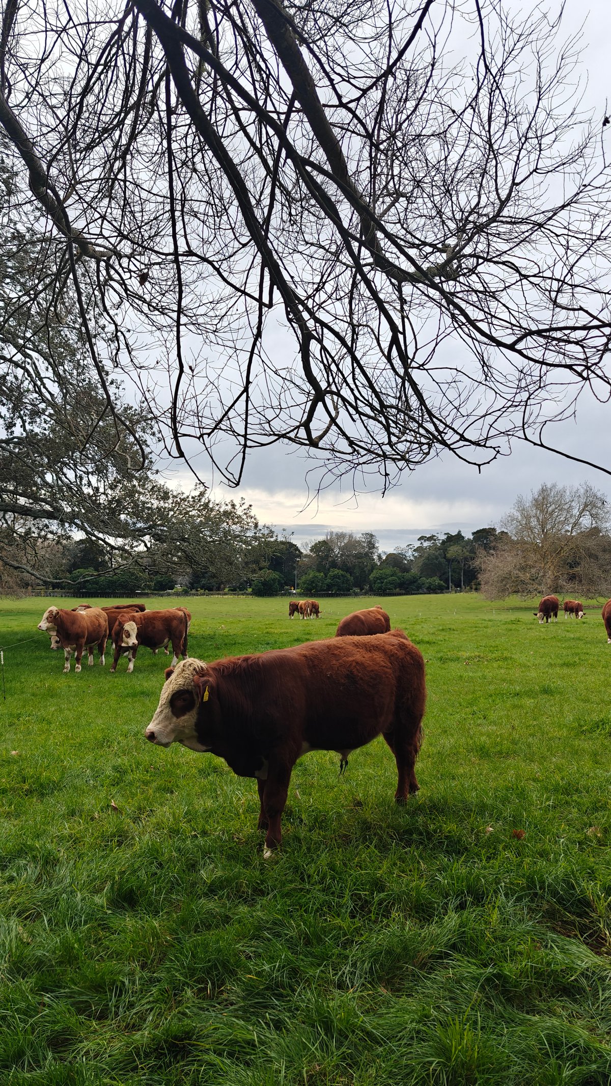 A Hereford standing alone in the paddock.