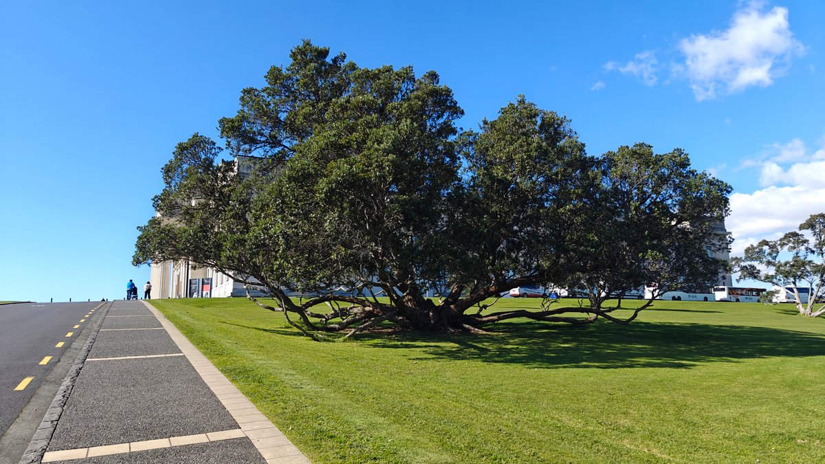 A huge spreading pōhutukawa standing alone on the