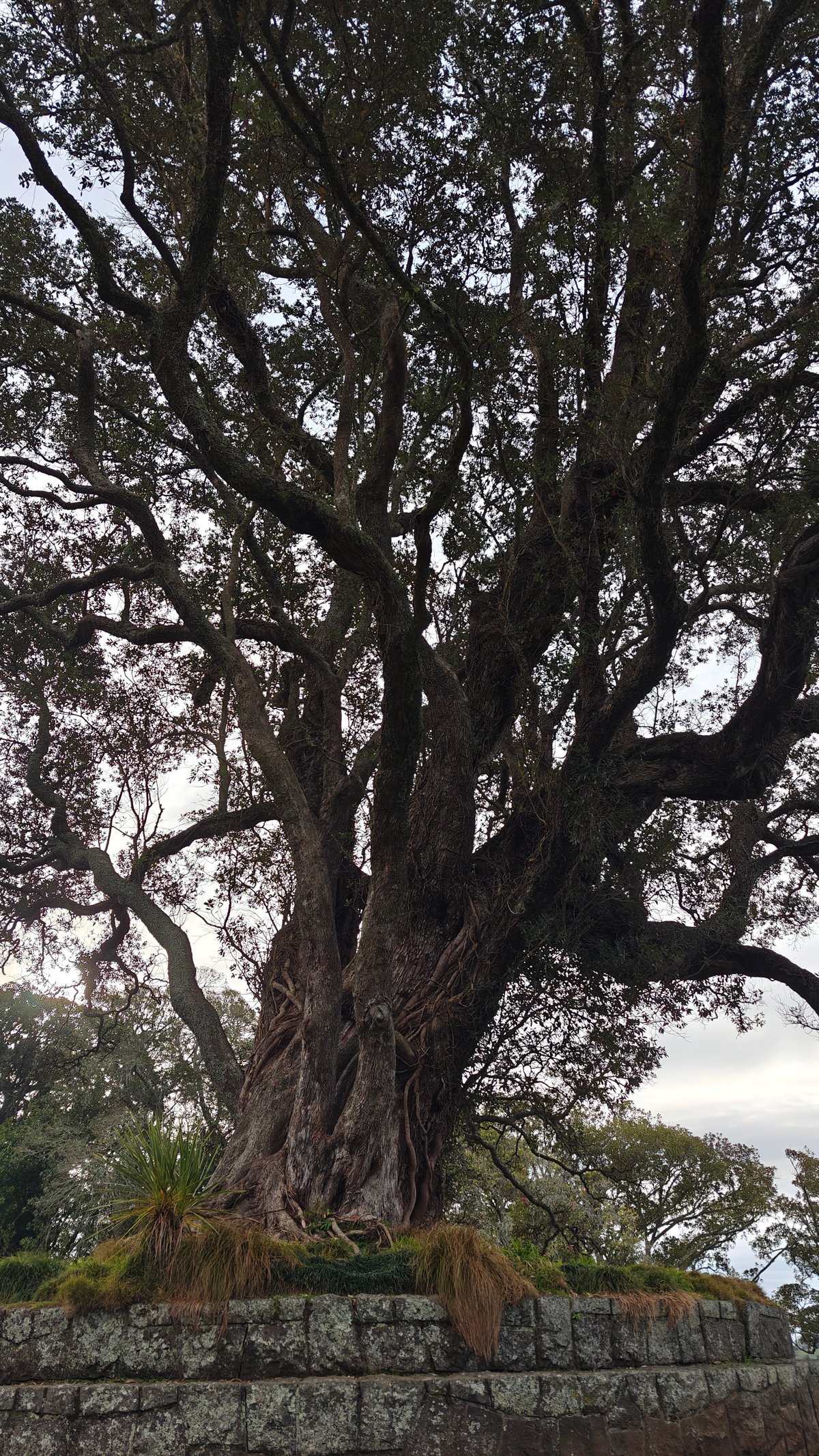 A large tree growing out of a stone